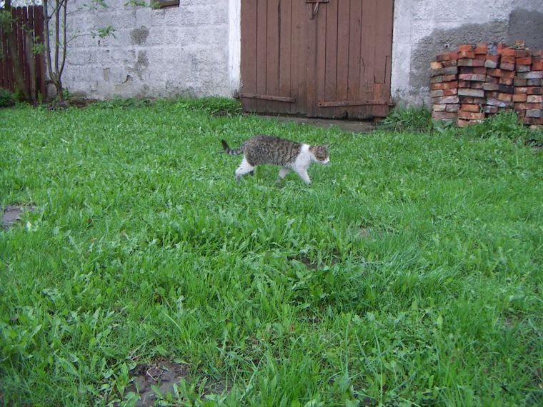 [nowy znajomy - czyli Przybytek.jpg]